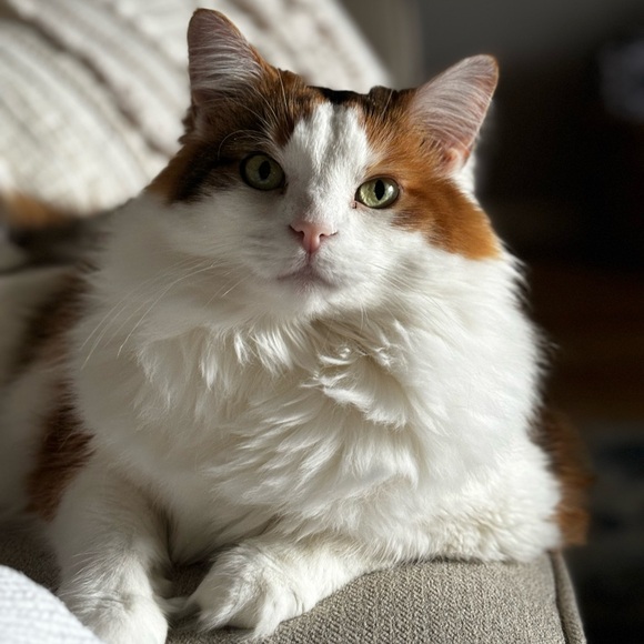 Meet your Posher, Spenser - Picture 9 of 9